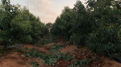 Foto 4 de Finca rústica en venda a Diseminado Diseminados, 77, El Cerro de Andévalo, Huelva