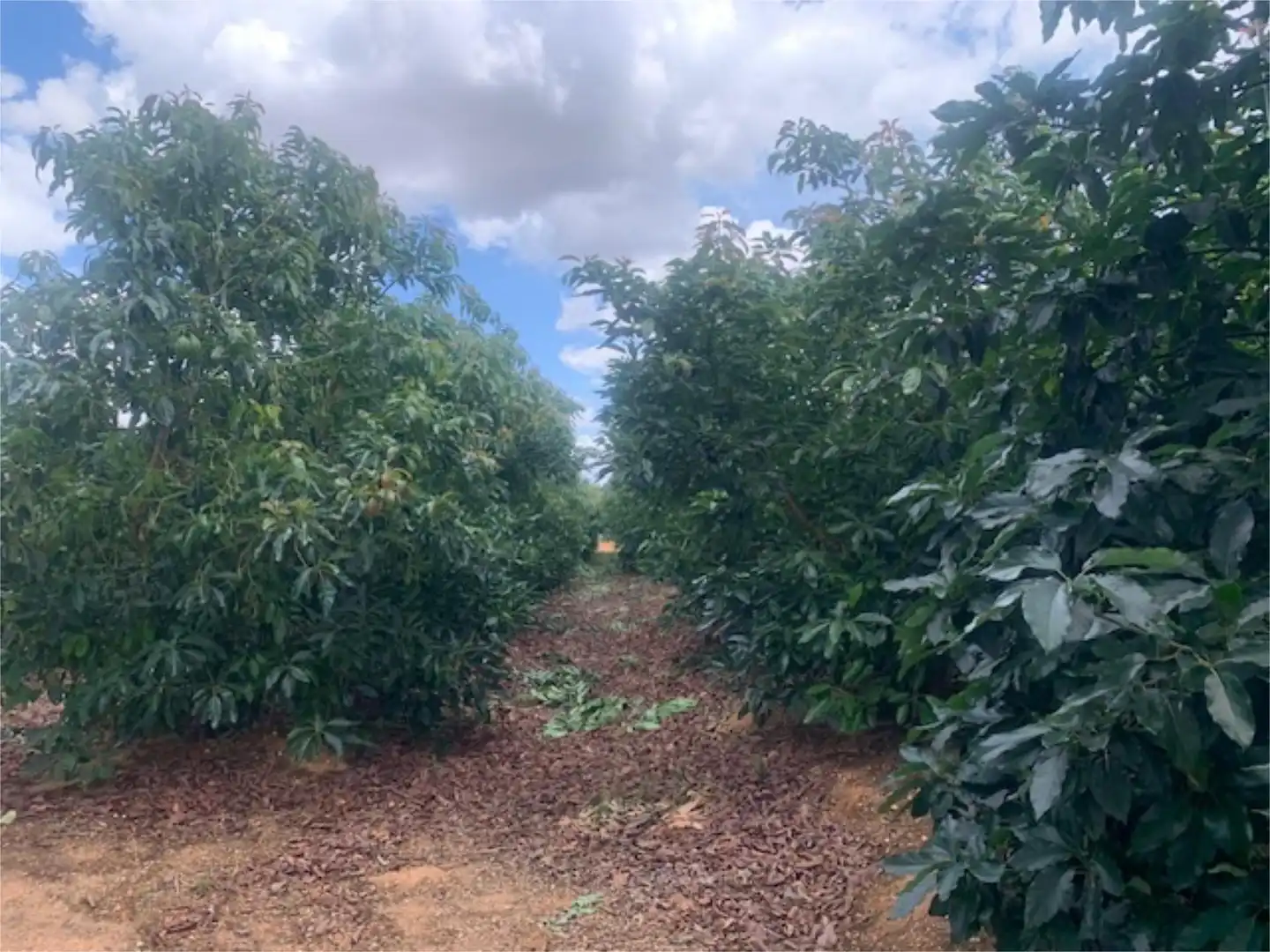 Finca rústica en venda a Diseminado Diseminados, 77, El Cerro de Andévalo Finca rústica en venda en El Cerro de Andévalo amb Piscina