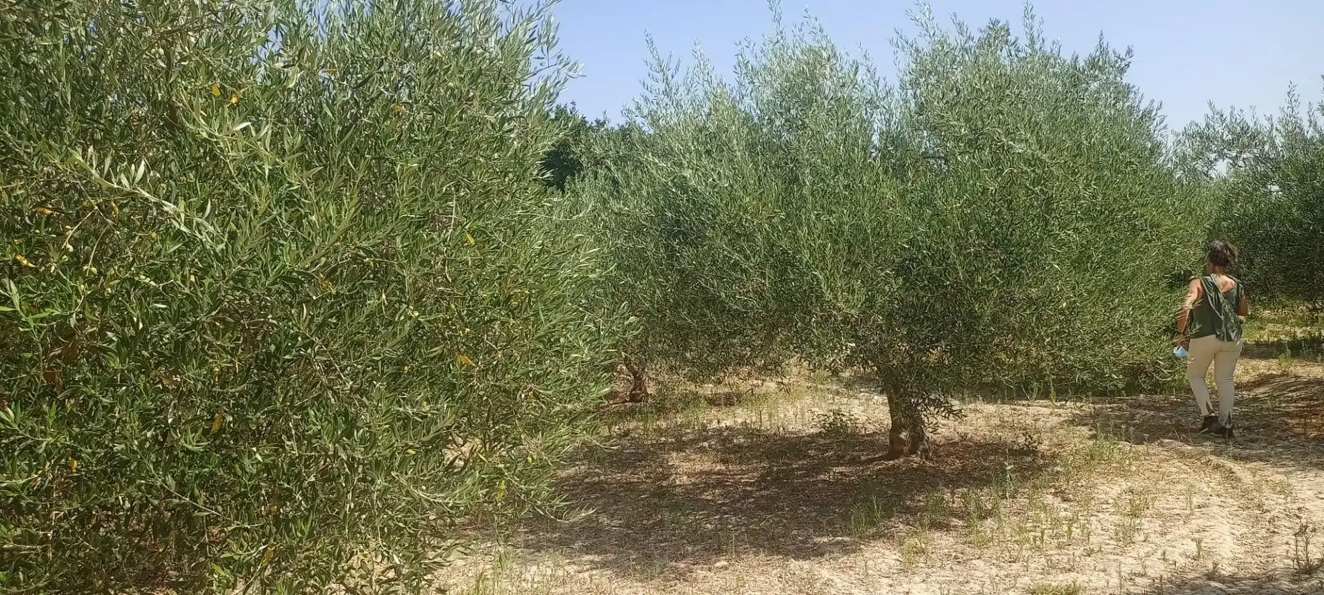 No Urbanitzable en venda en Illar