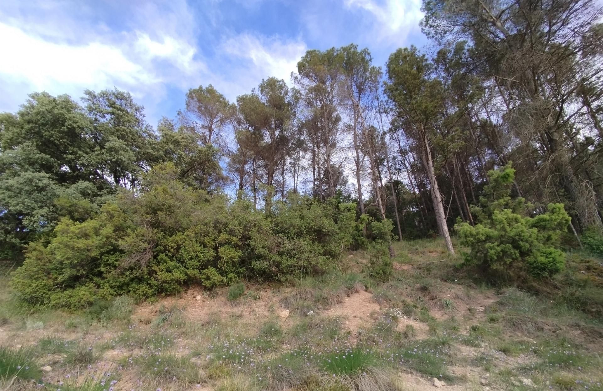 Land for sale in Renera