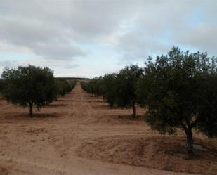 Terreny en venda en Cúllar amb Jardí privat, Terrassa i Piscina