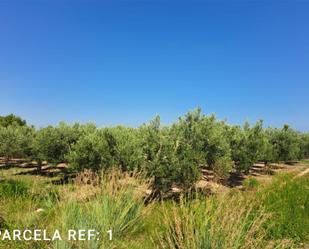 Finca rústica en venda en Castellón de la Plana / Castelló de la Plana