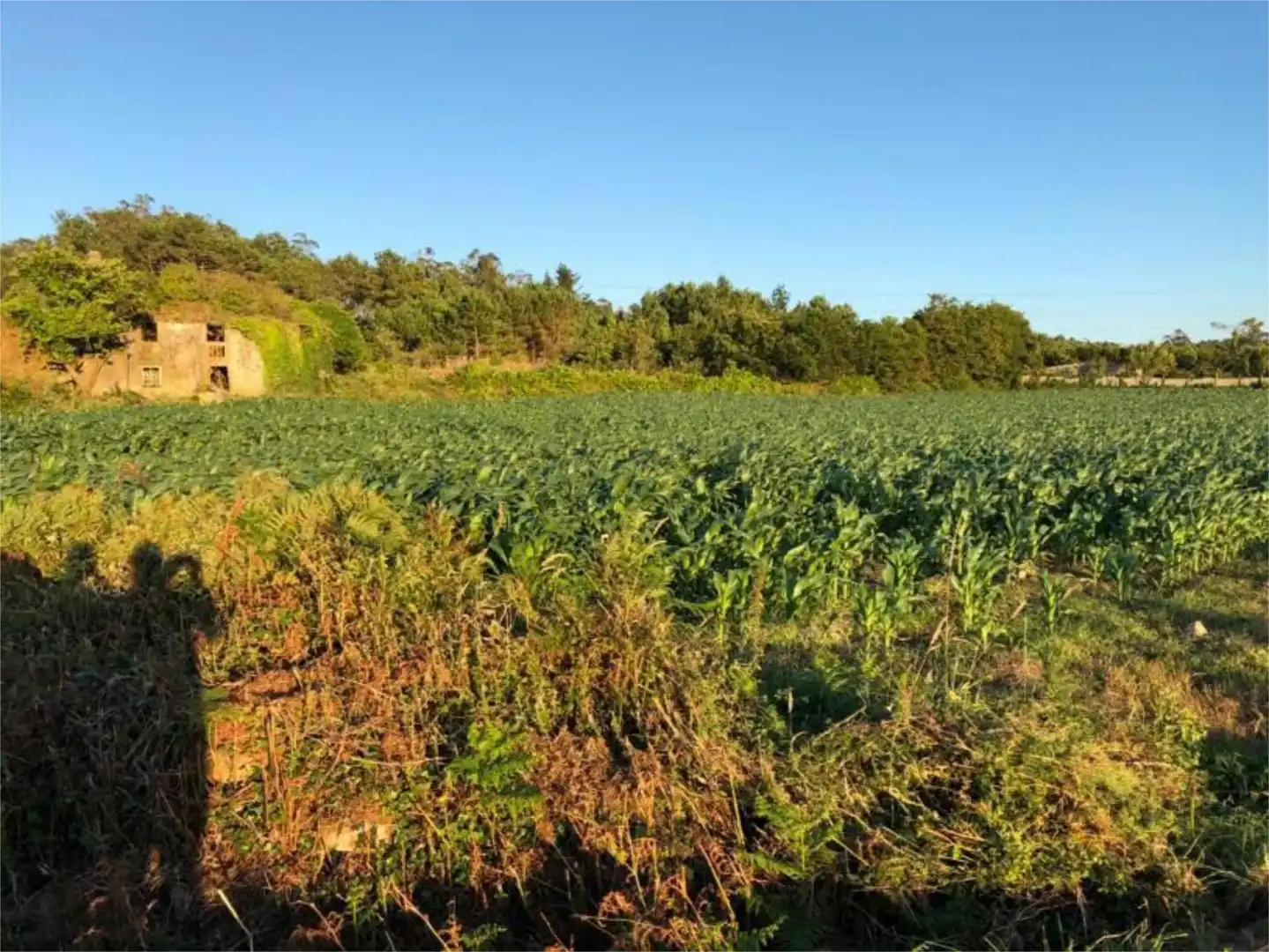 Land for sale in Muxía