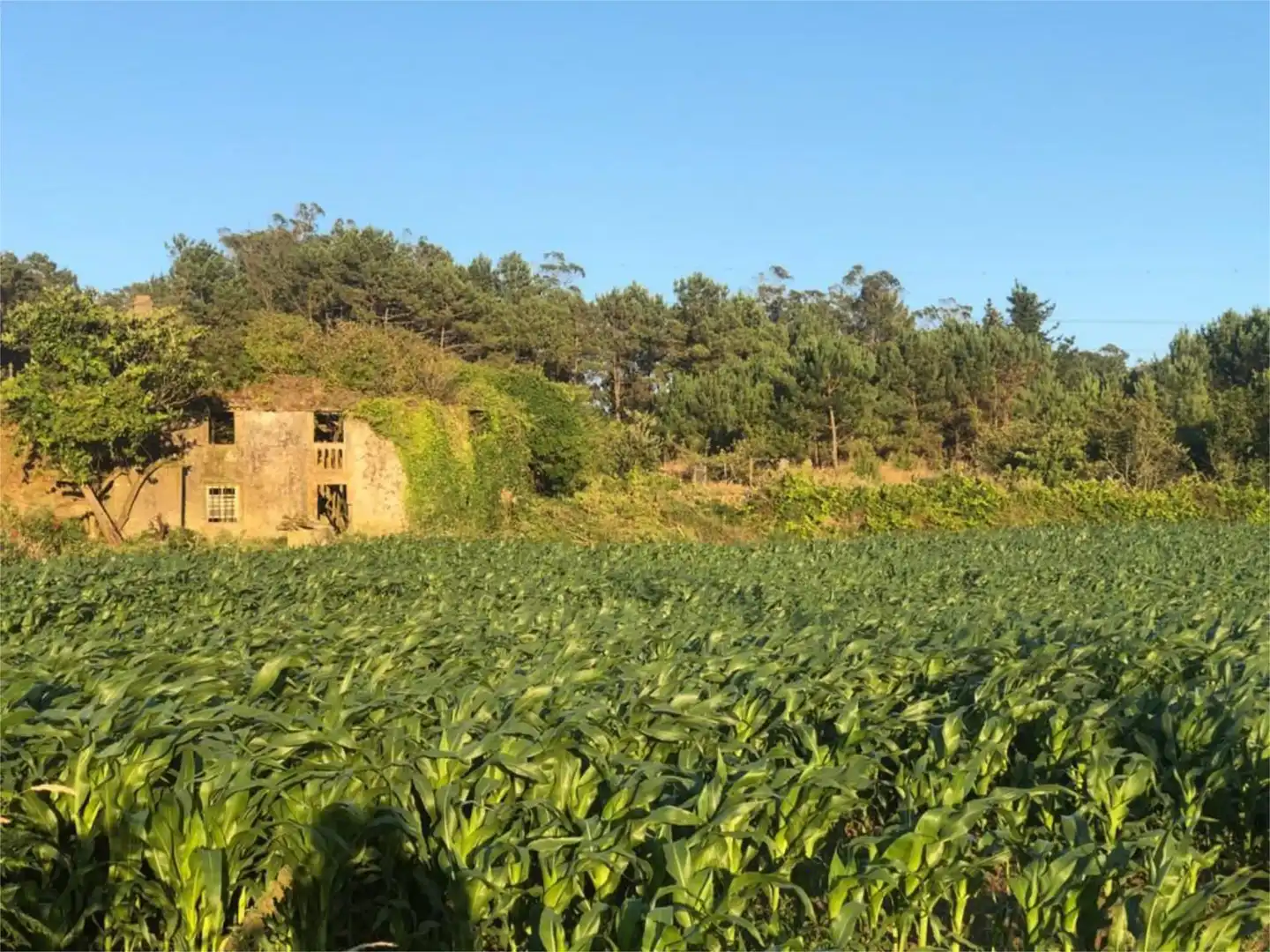 Land for sale in Muxía