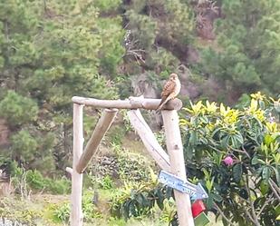 Jardí de Finca rústica en venda en Tijarafe amb Jardí privat