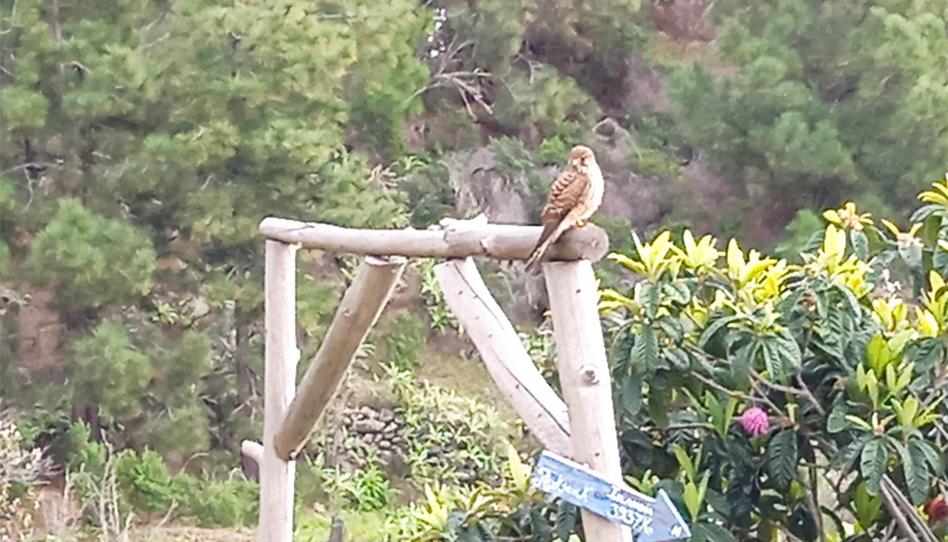 Photo 1 of Country house for sale in La Pasada, 16, Tijarafe, Santa Cruz de Tenerife