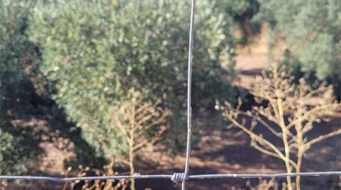 Photo 4 of Land for sale in Calle Cordel, 39, Puebla de Obando, Badajoz