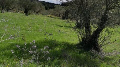 Foto 5 de No Urbanizable en venta en Diseminado Diseminados, 195, Tolox, Málaga