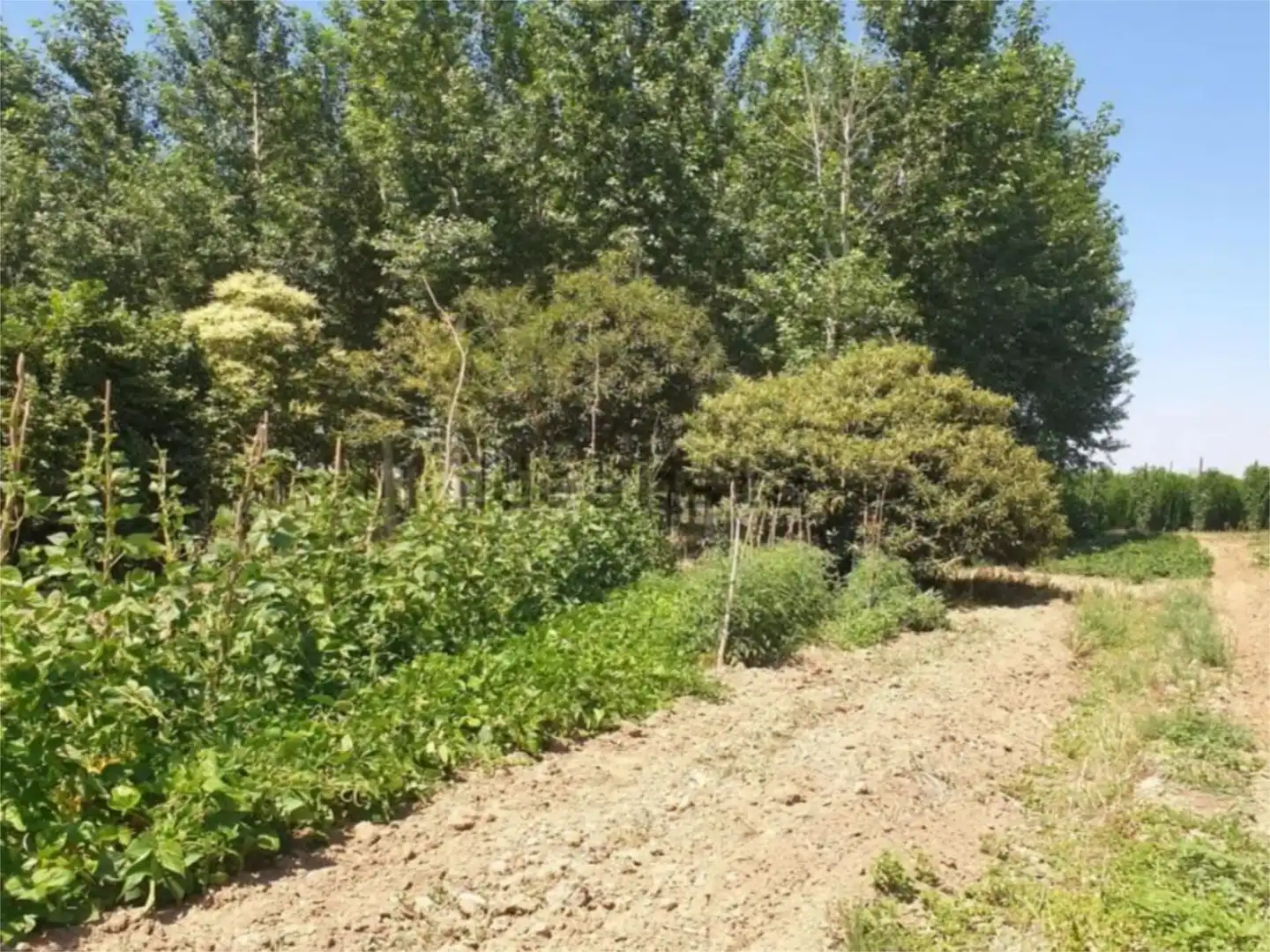 Flat for sale in Turcia