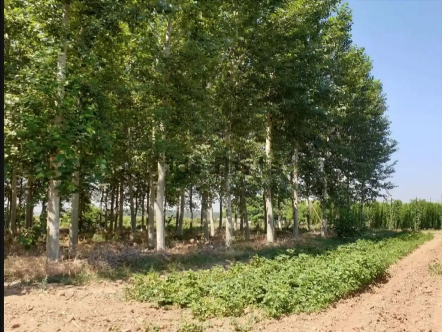Flat for sale in Turcia