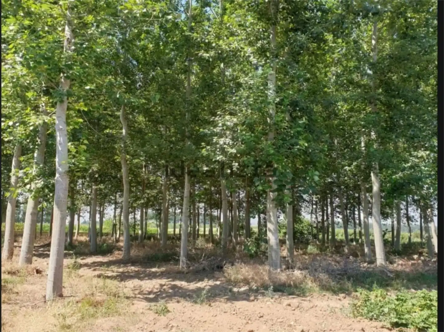 Flat for sale in Turcia