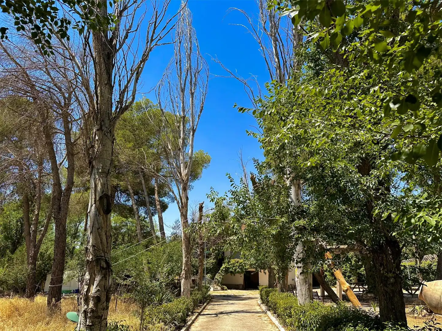 Casa o chalet en venta en Calle Don Quijote, 762, Argamasilla de Alba Jardín de Casa o chalet en venta en Argamasilla de Alba con Aire acondicionado, Terraza y Piscina