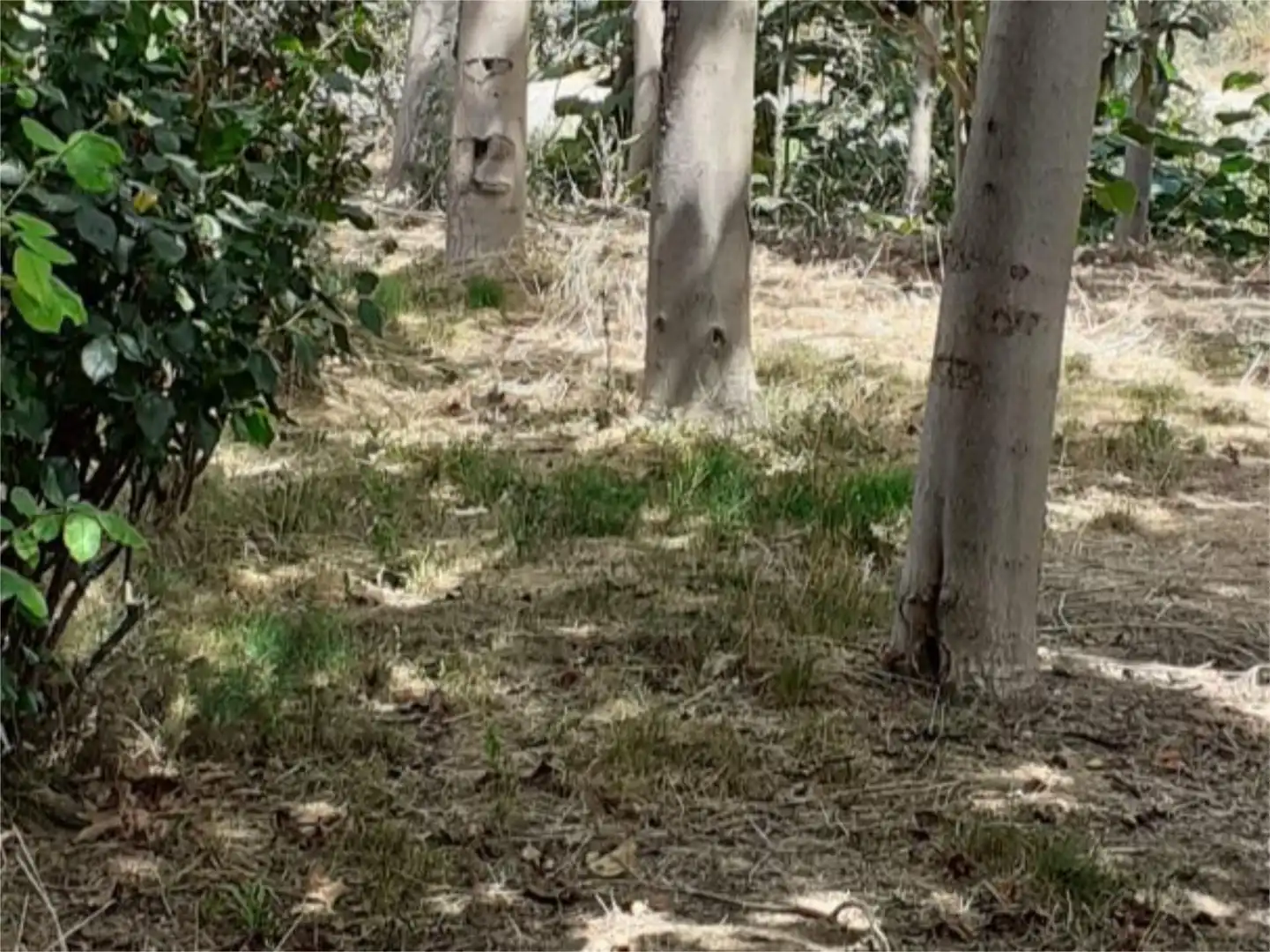 Terreno en venta en Calle Mosen Ramon Artigues, 24, Alguaire Terreno en venta en Alguaire