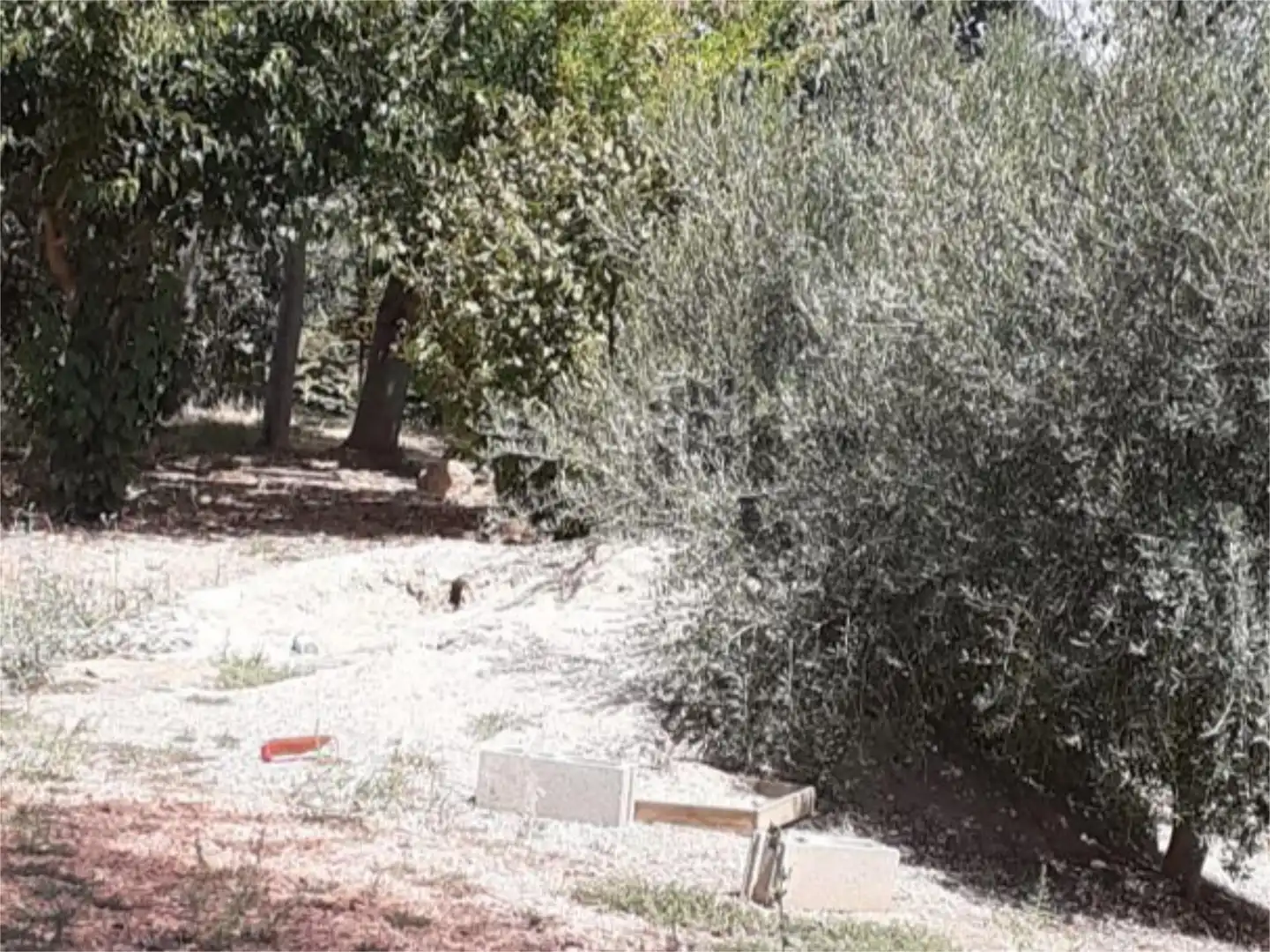 Terreno en venta en Calle Mosen Ramon Artigues, 24, Alguaire Terreno en venta en Alguaire