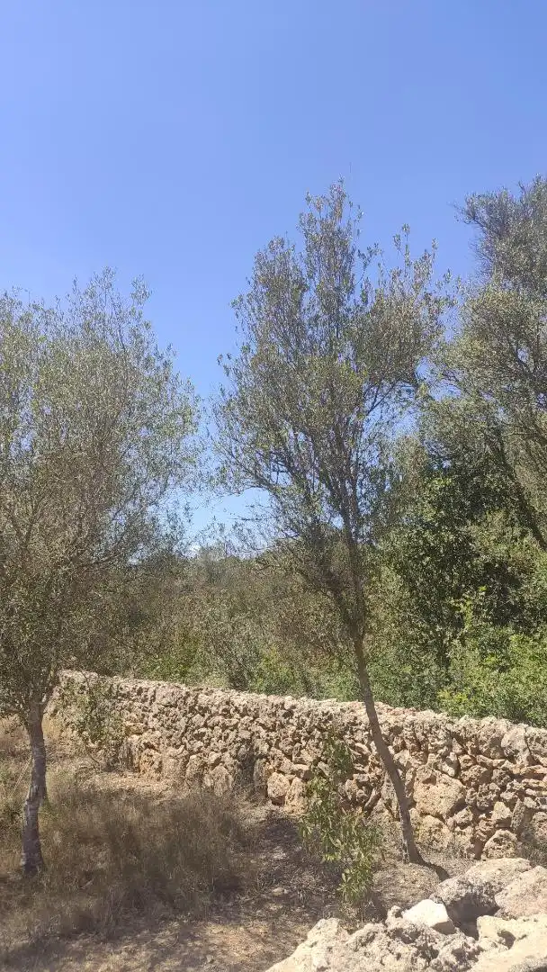 Land for sale in Carrer Can Domingo, Sa Cabaneta Land for sale in Marratxí