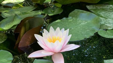 Casa o xalet en venda a Carrer de S'olivera, 12, Es Garrovers, Illes Balears - imatge 4 Foto 4 de Casa o xalet en venda a Carrer de S'olivera, 12, Es Garrovers, Illes Balears