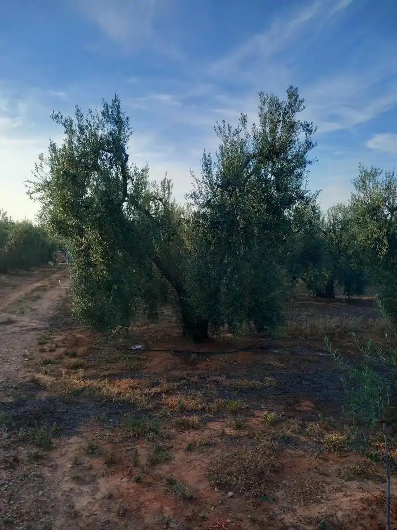 Non-constructible Land for sale in Calle Lope de Vega, 4, Pilas Garden of Non-constructible Land for sale in Pilas