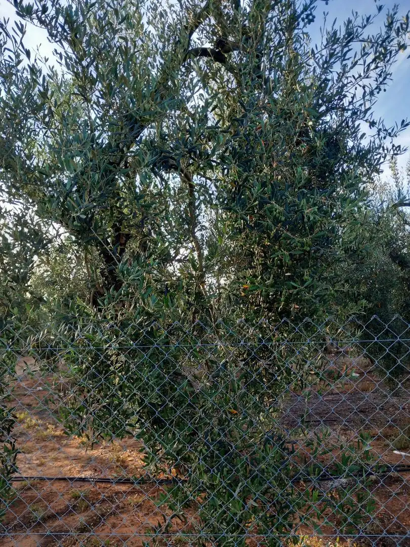 Non-constructible Land for sale in Calle Lope de Vega, 4, Pilas Garden of Non-constructible Land for sale in Pilas