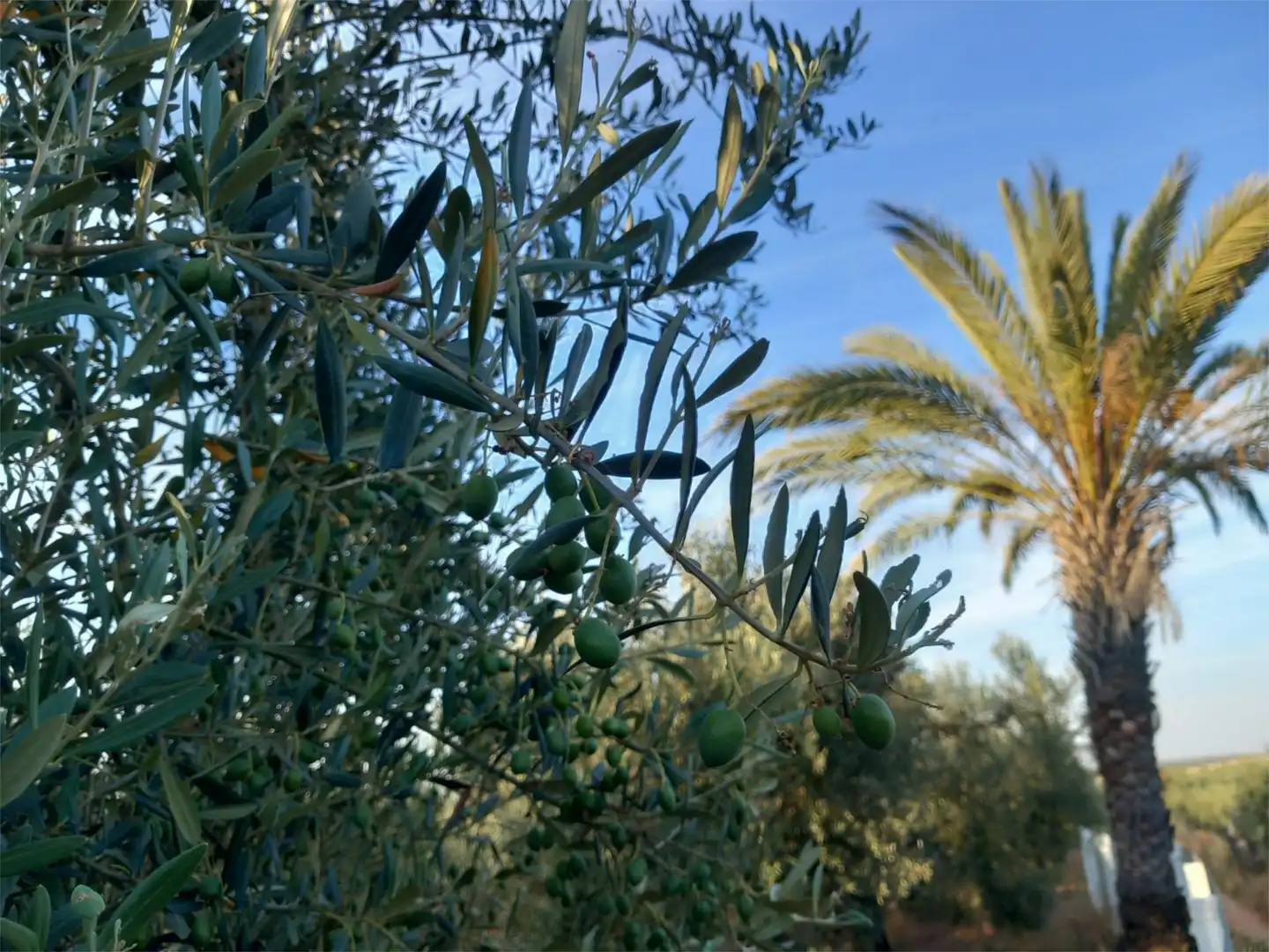 Non-constructible Land for sale in Calle Lope de Vega, 4, Pilas Garden of Non-constructible Land for sale in Pilas