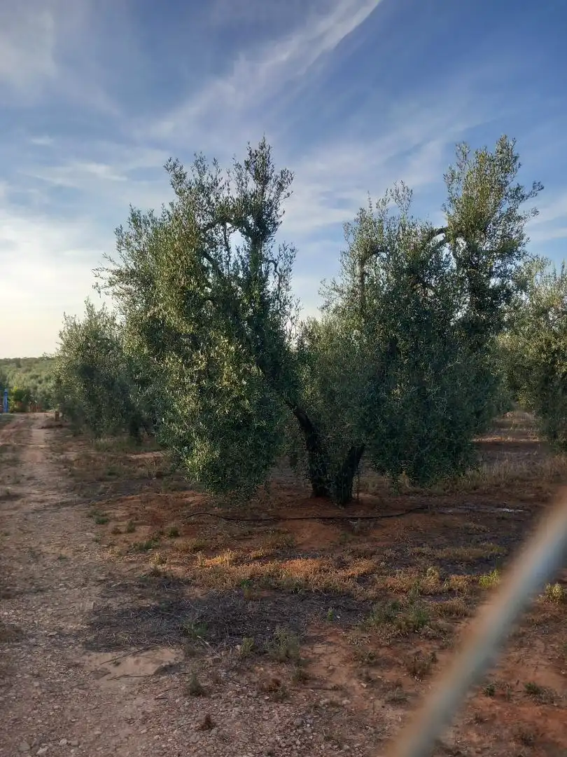 Non-constructible Land for sale in Calle Lope de Vega, 4, Pilas Garden of Non-constructible Land for sale in Pilas