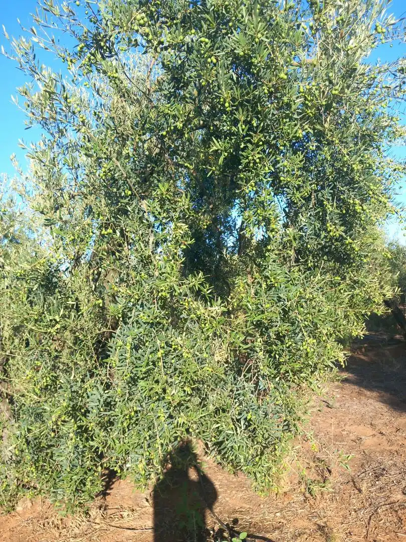 Non-constructible Land for sale in Calle Lope de Vega, 4, Pilas Non-constructible Land for sale in Pilas