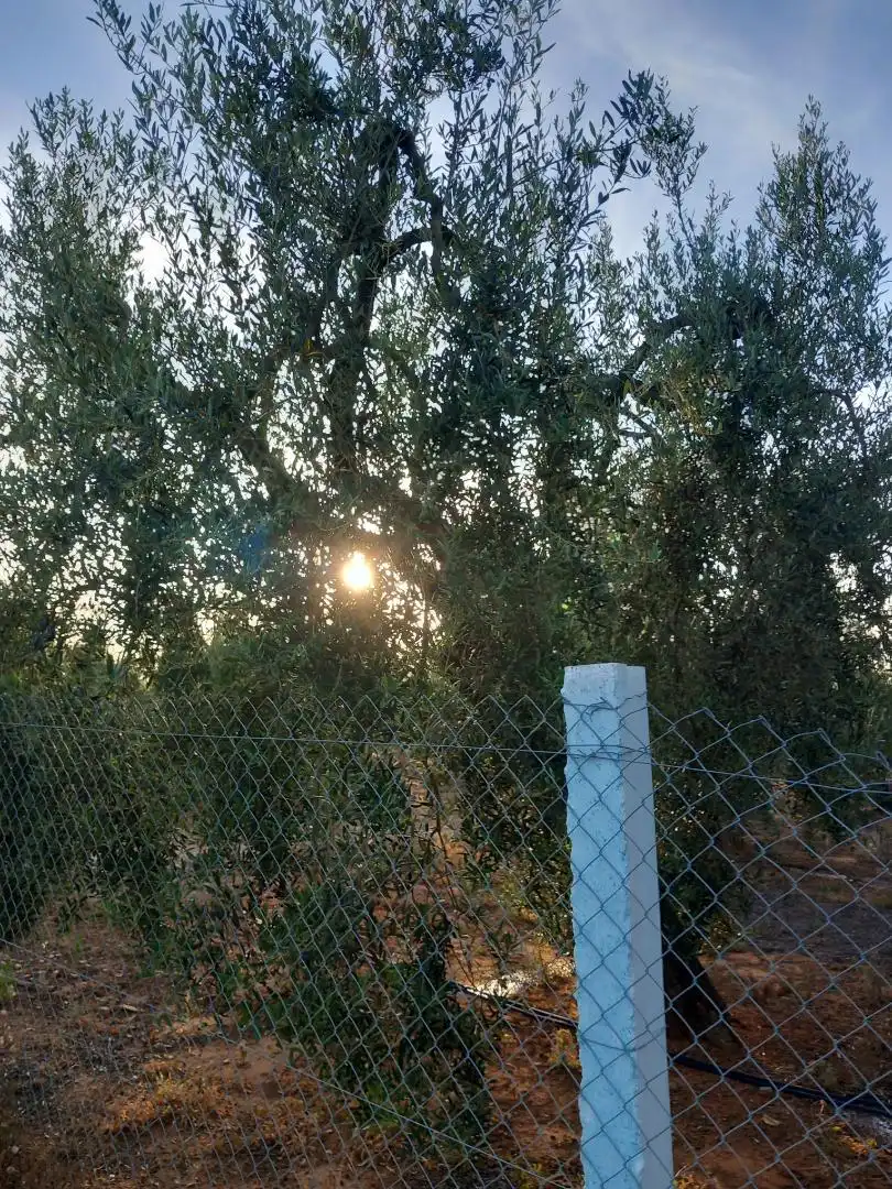 Non-constructible Land for sale in Calle Lope de Vega, 4, Pilas Non-constructible Land for sale in Pilas
