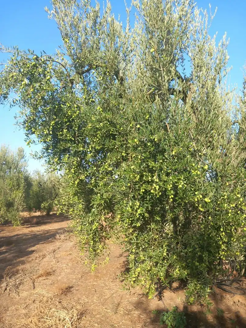 Non-constructible Land for sale in Calle Lope de Vega, 4, Pilas Garden of Non-constructible Land for sale in Pilas