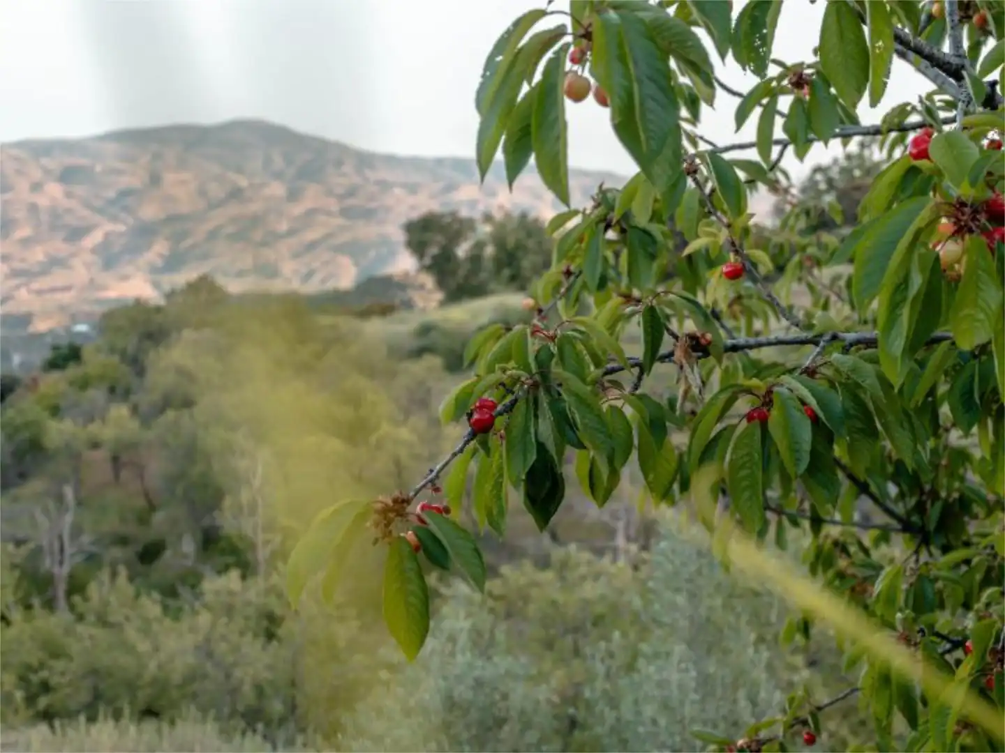 Garden of Country homes for sale in Alpujarra de la Sierra  with Terrace