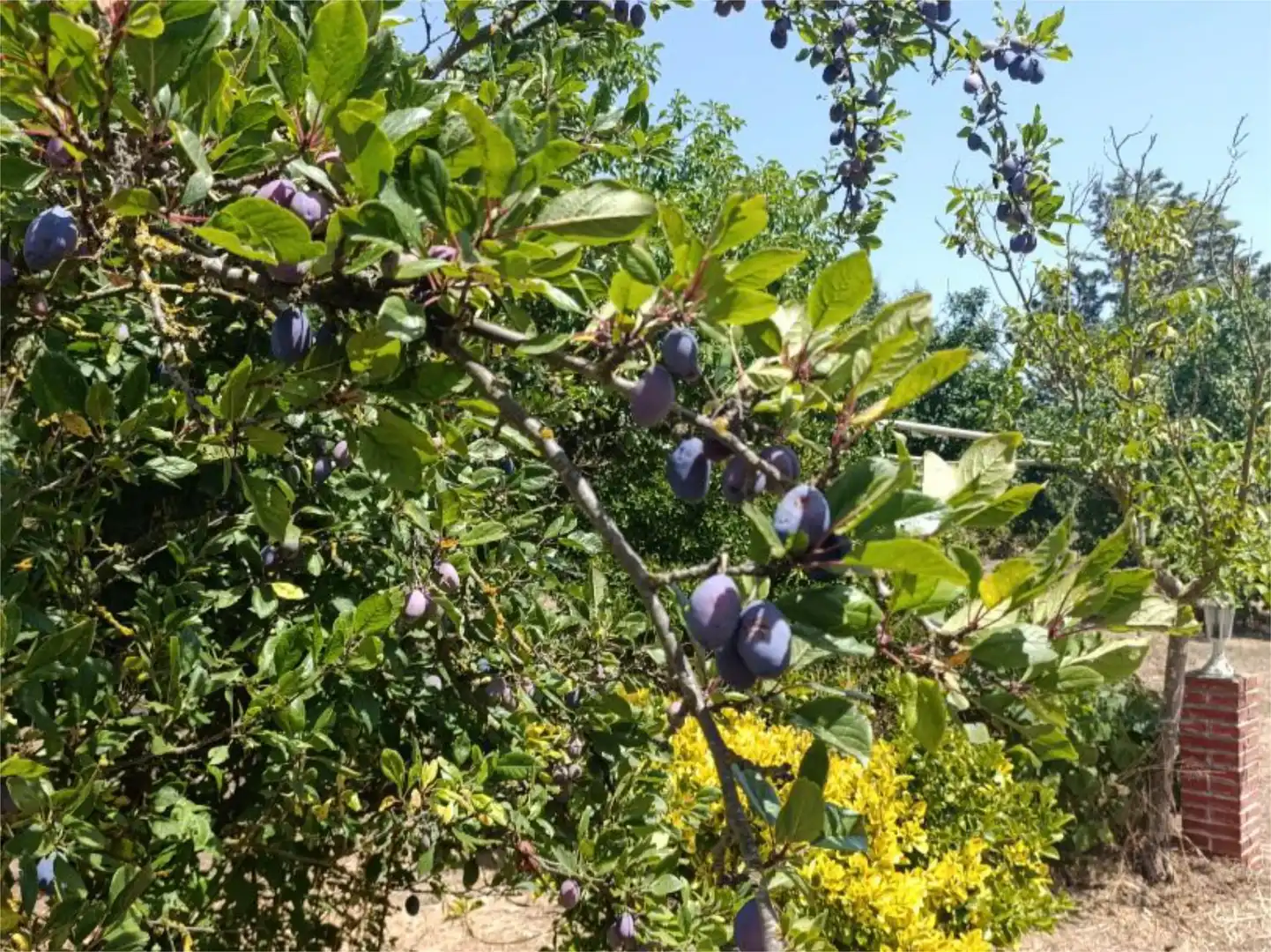 Finca rústica en venta en Le-522, 5, Pajares de los Oteros Jardín de Finca rústica en venta en Pajares de los Oteros