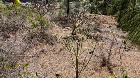 Foto 2 de Terreno en venta en Calle Morrita Araya, 136, Araya, Candelaria