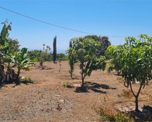 Land for sale in Ingenio