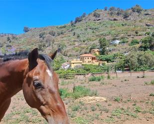 Vista exterior de Casa o xalet en venda en Teror amb Aire condicionat, Calefacció i Jardí privat