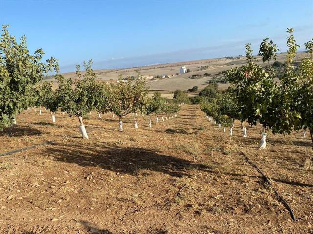 Finca rústica en Venta en Calle Circunvalacion, 5 en Gobernador