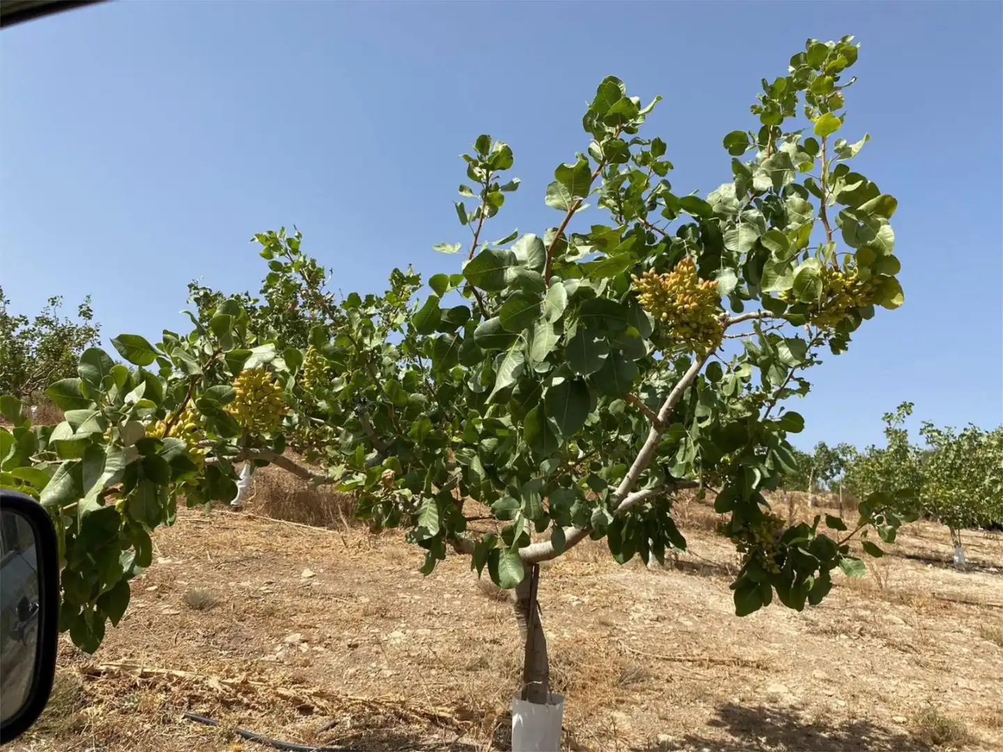 Finca rústica en venda a Calle Circunvalacion, 5, Gobernador Jardí de Finca rústica en venda en Gobernador