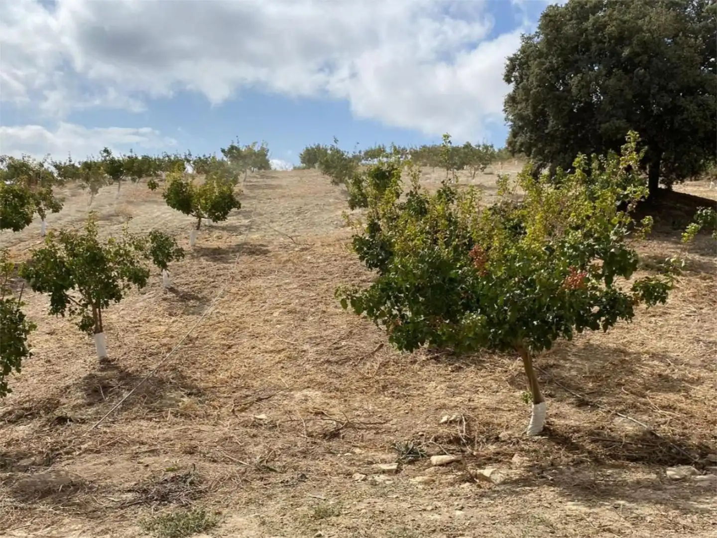 Finca rústica en venda a Calle Circunvalacion, 5, Gobernador Finca rústica en venda en Gobernador