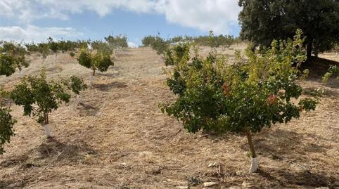 Country house zum Verkauf in Calle Circunvalacion, 5, Gobernador, Granada - Bild 3 Foto 3 von Country house zum Verkauf in Calle Circunvalacion, 5, Gobernador, Granada