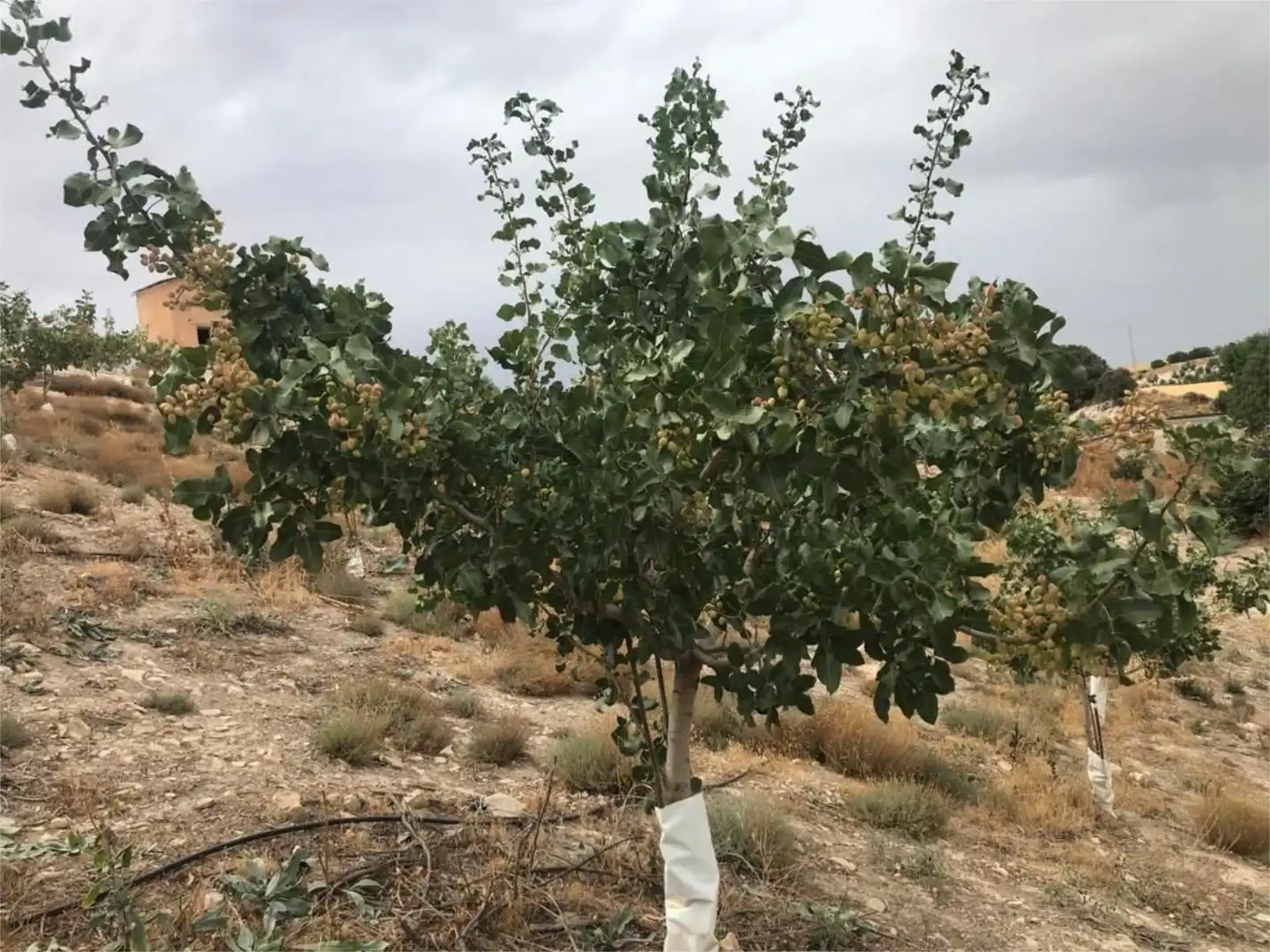 Finca rústica en venda a Calle Circunvalacion, 5, Gobernador Finca rústica en venda en Gobernador