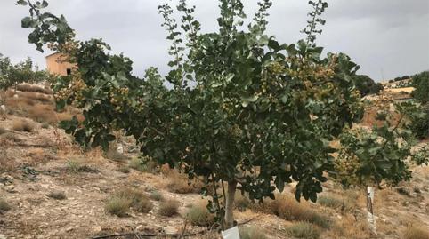 Country house zum Verkauf in Calle Circunvalacion, 5, Gobernador, Granada - Bild 5 Foto 5 von Country house zum Verkauf in Calle Circunvalacion, 5, Gobernador, Granada
