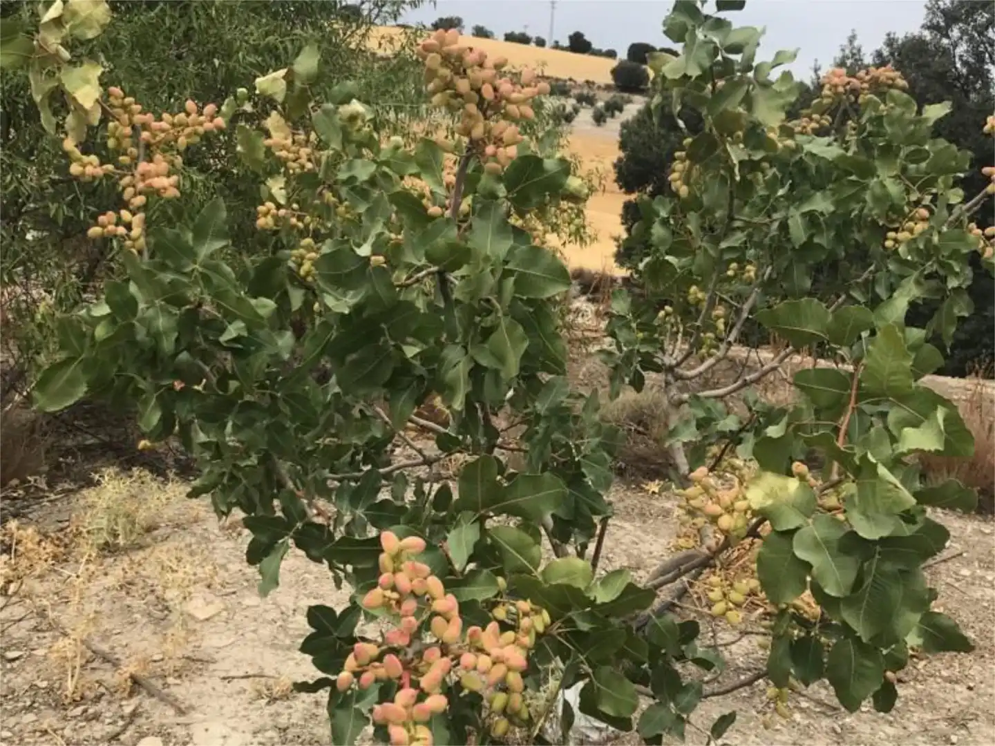 Finca rústica en venda a Calle Circunvalacion, 5, Gobernador Finca rústica en venda en Gobernador