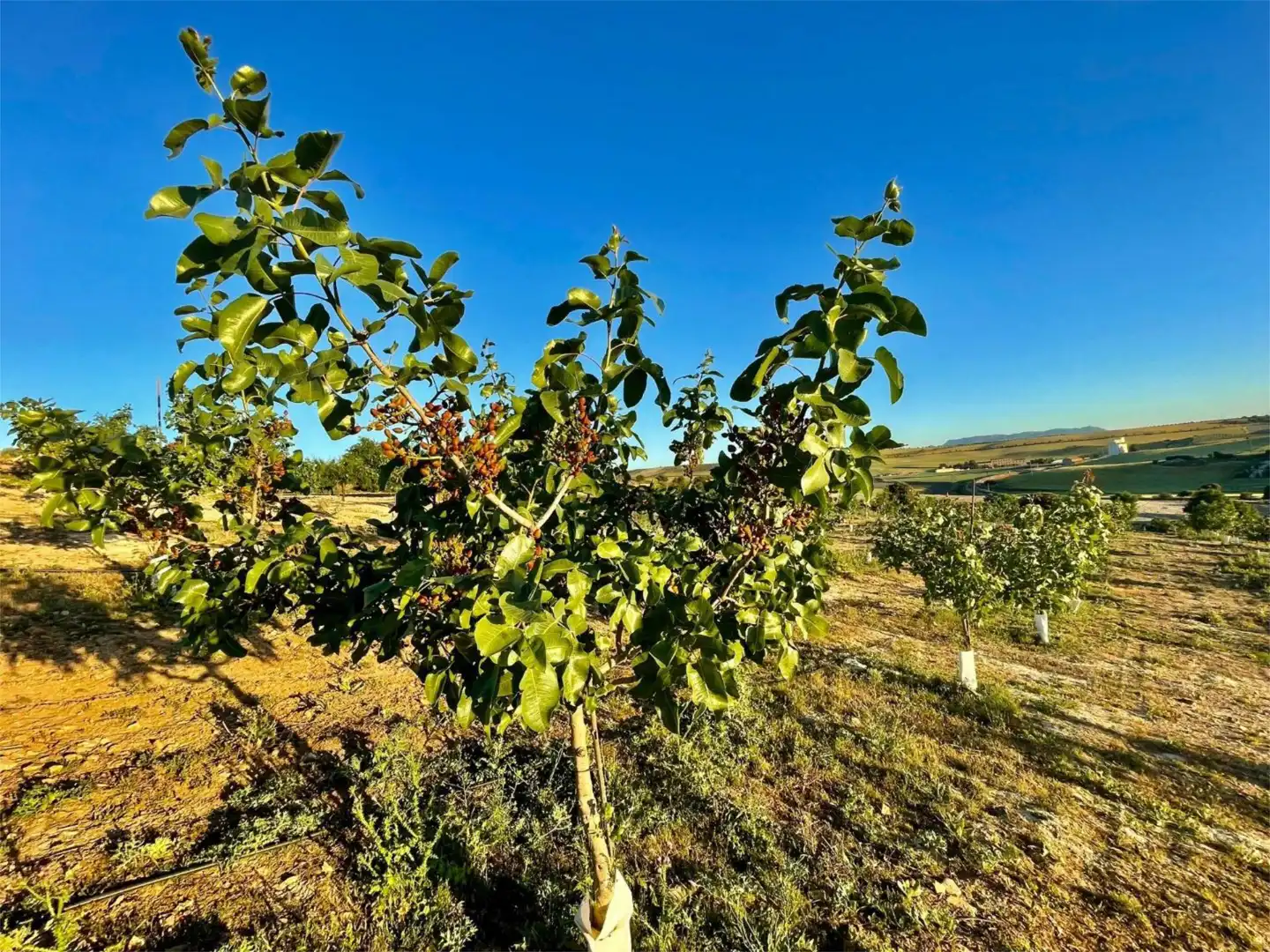 Finca rústica en venda a Calle Circunvalacion, 5, Gobernador Finca rústica en venda en Gobernador