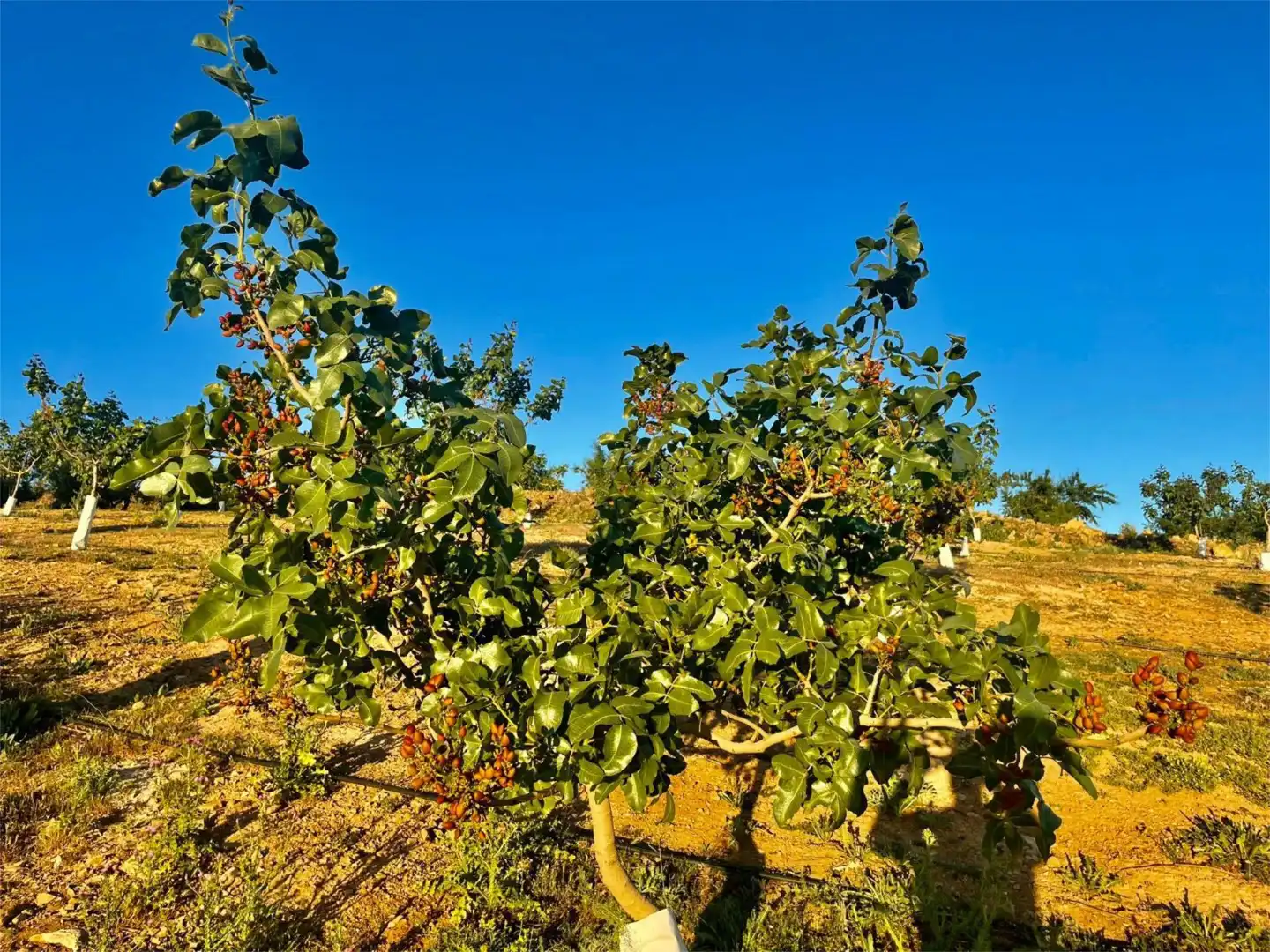 Finca rústica en venda a Calle Circunvalacion, 5, Gobernador Jardí de Finca rústica en venda en Gobernador