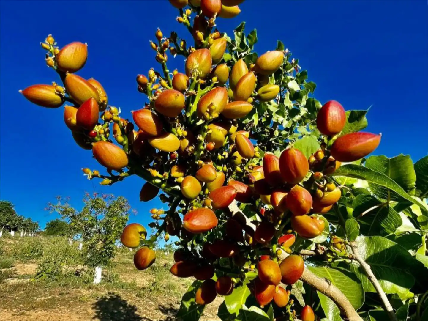 Finca rústica en venda a Calle Circunvalacion, 5, Gobernador Jardí de Finca rústica en venda en Gobernador