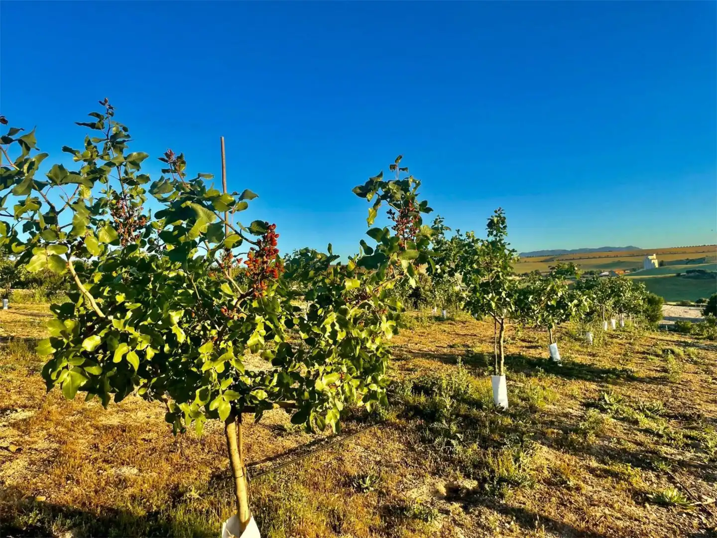 Finca rústica en venda a Calle Circunvalacion, 5, Gobernador Finca rústica en venda en Gobernador