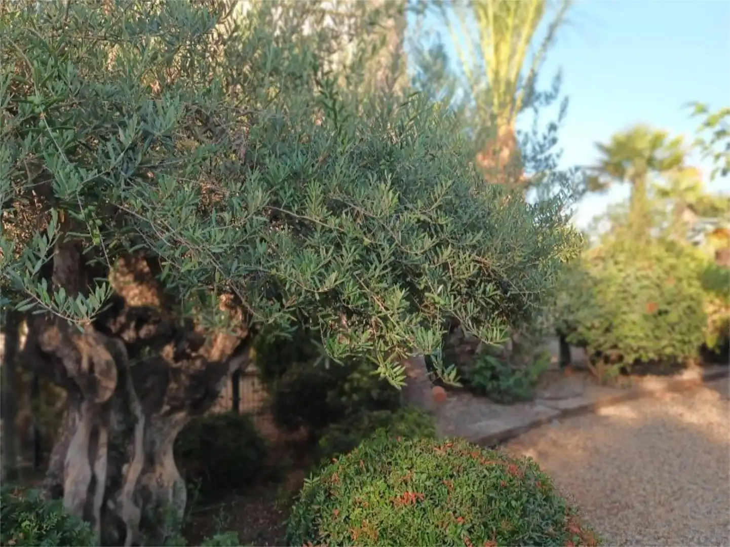 Garden of Houses for sale in Vera  with Air Conditioner, Terrace and Swimming Pool