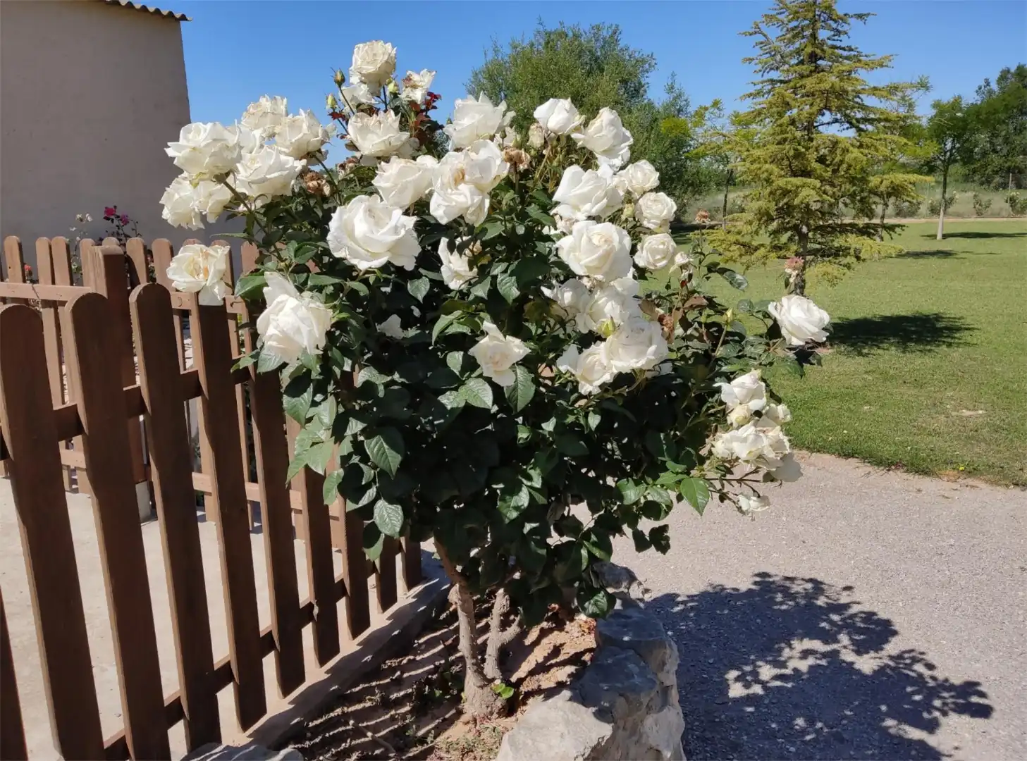 Terreno en venta en Carrer Carretera, 1, Puigverd de Lleida Jardín de Terreno en venta en Puigverd de Lleida