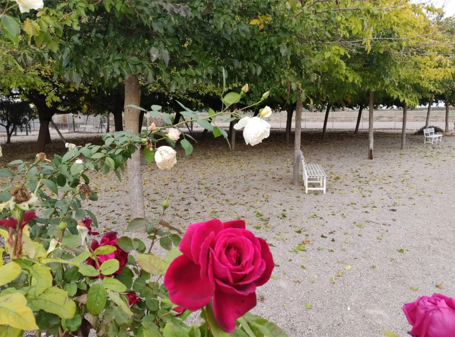Terreno en venta en Carrer Carretera, 1, Puigverd de Lleida Jardín de Terreno en venta en Puigverd de Lleida