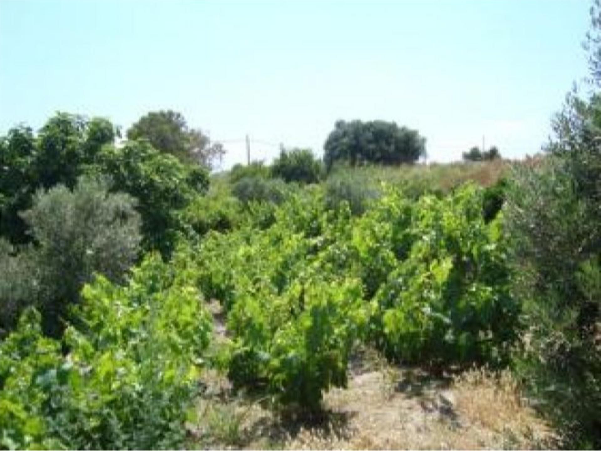 Land for sale in Carboneras