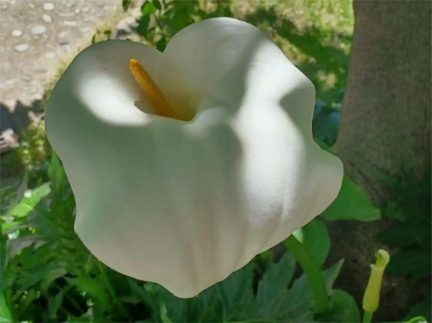 Garden of Houses for sale in Madrigal de la Vera  with Private garden, Terrace and Storage room