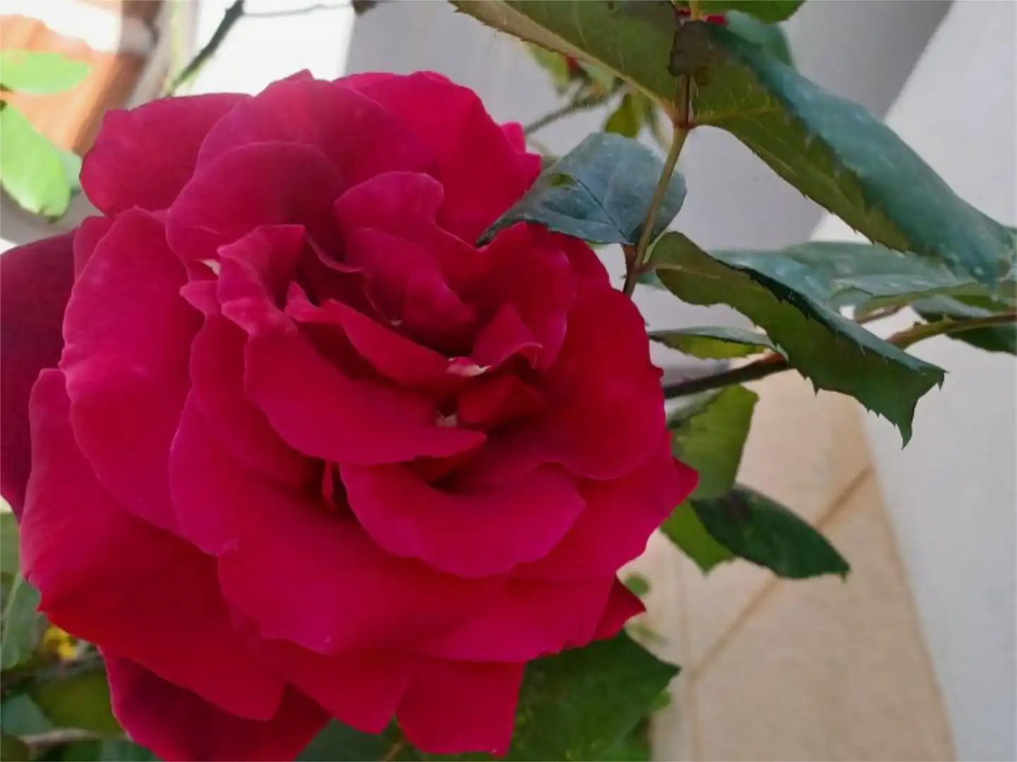 Garden of Houses for sale in Madrigal de la Vera  with Private garden, Terrace and Storage room