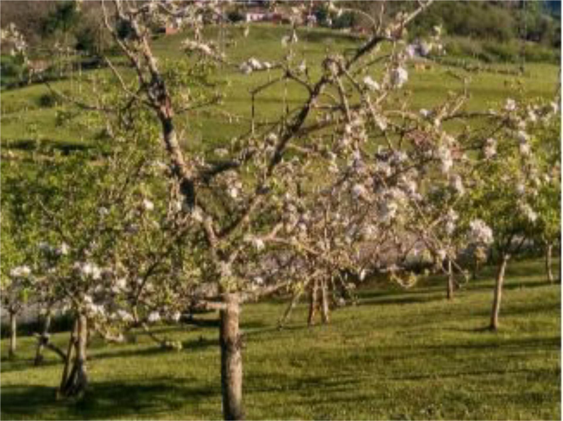 Jardí de Finca rústica en venda en Peñamellera Alta
